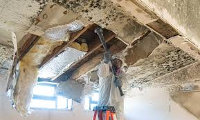 Trusted Murphys, CA Mold Removal Services Experts